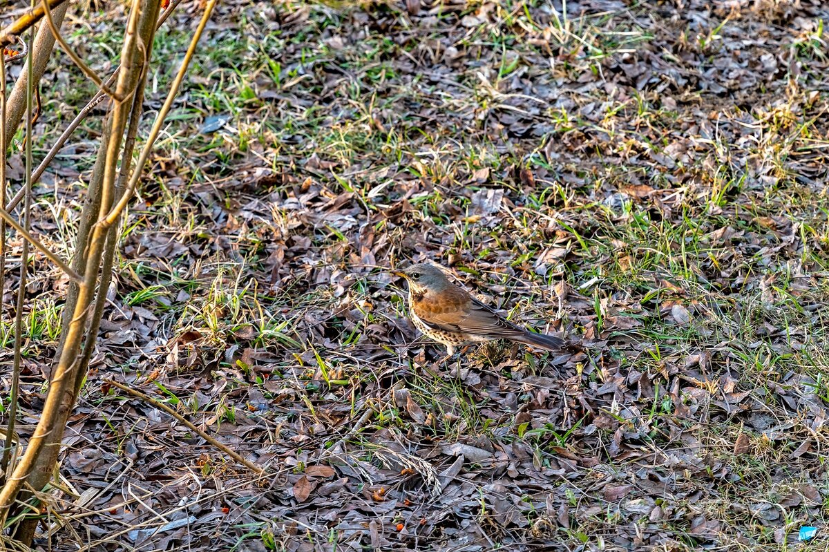 Весенний дрозд - Валерий Иванович