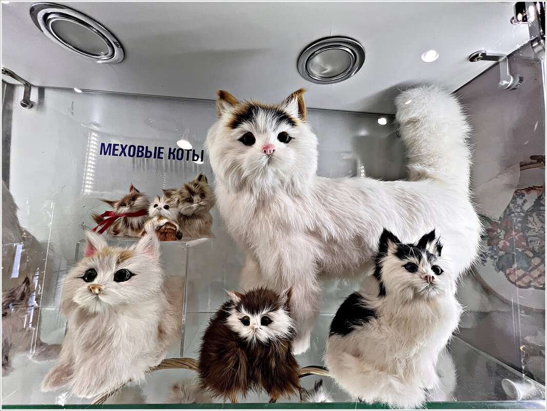 Меховые котики. - Валерия Комова Меховые котики. - Валерия Комова