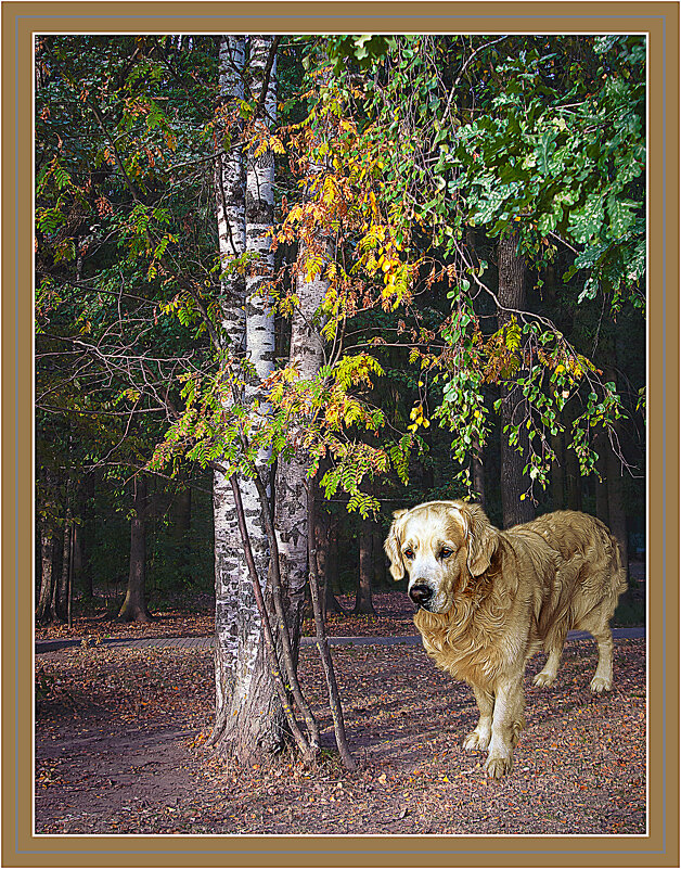 Билли в лесопарке - Владимир Кроливец Билли в лесопарке - Владимир Кроливец