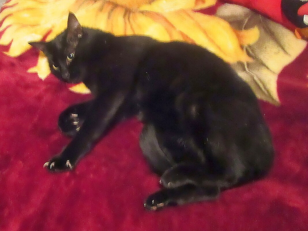 Кот Василий в ожидании марта. - Ольга Довженко