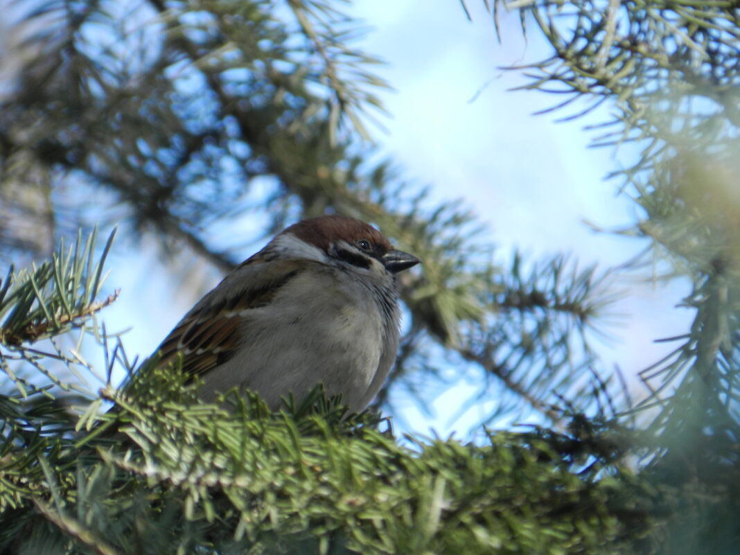 воробей полевой {Passer montanus} - Александр Кольцов