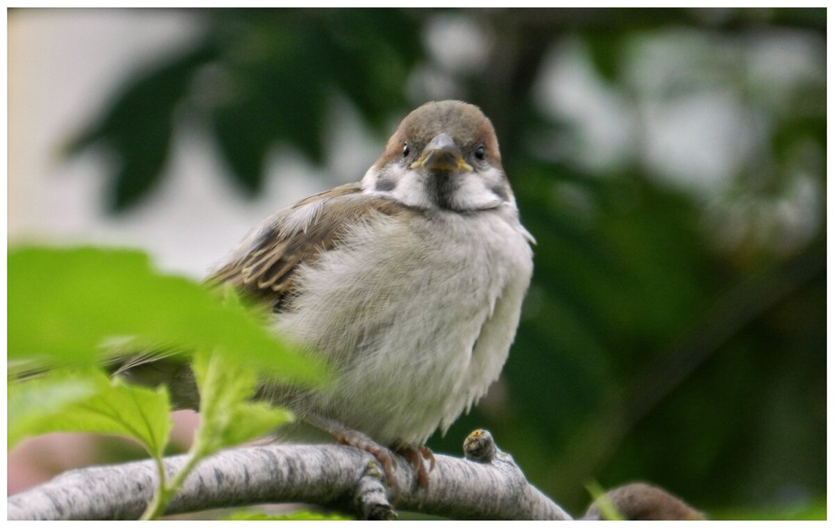 воробей полевой (птенец) {Passer montanus} - Александр Кольцов