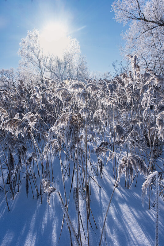 февральское солнце - Galina февральское солнце - Galina