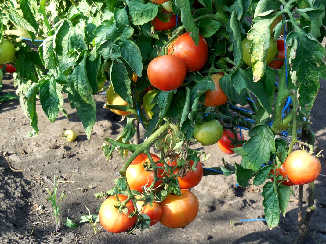 Томатики дачные - Надежда Томатики дачные - Надежда