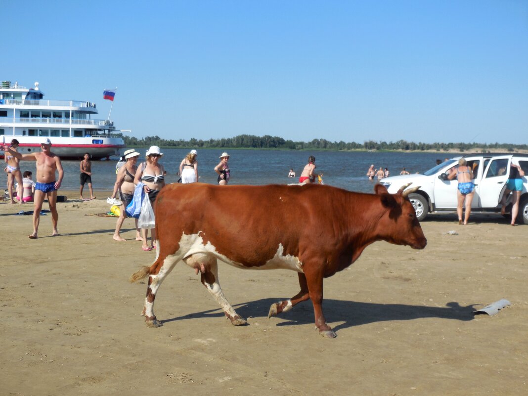 Корова - туристка - Надежда Корова - туристка - Надежда
