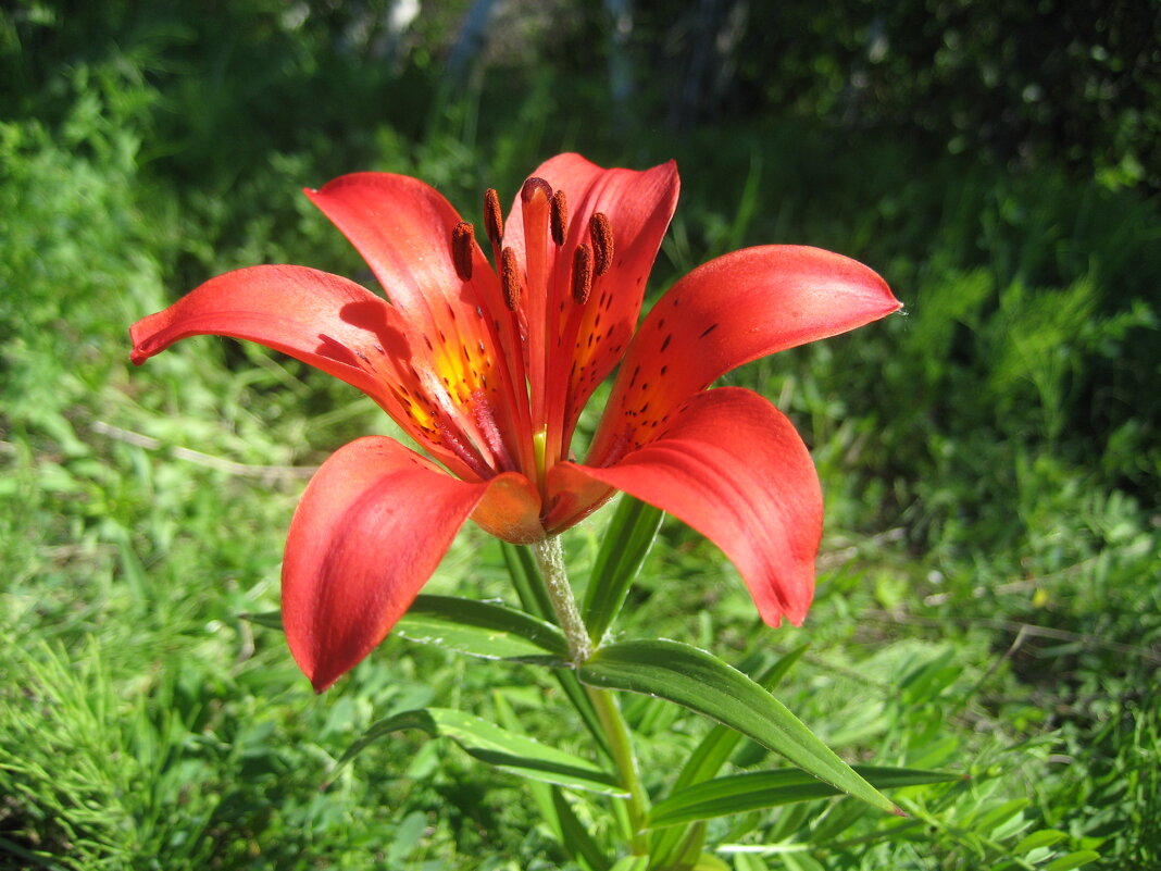 Лилия даурская - Anna Ivanova Лилия даурская - Anna Ivanova