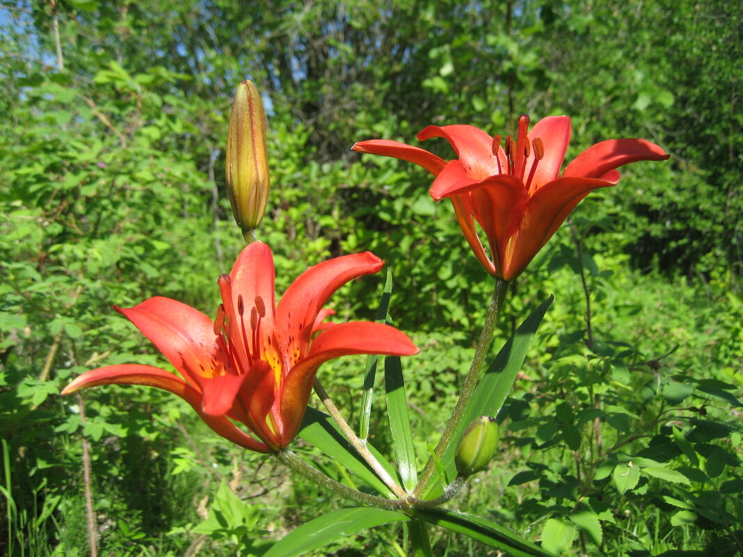 Лилия даурская - Anna Ivanova Лилия даурская - Anna Ivanova