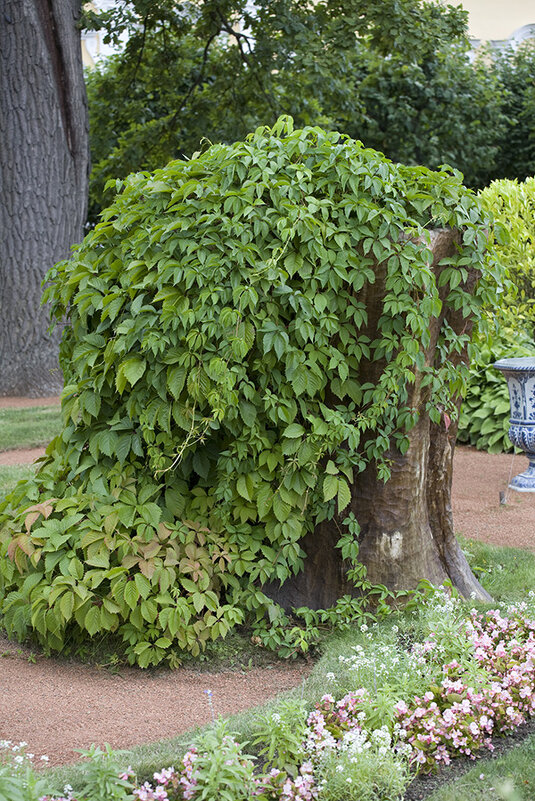 Старинный пень в Петергофе - Ольга Бекетова