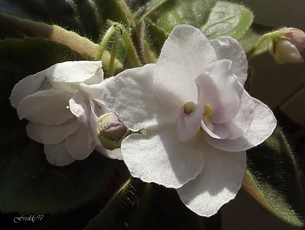 Фиалка - Freddy 97