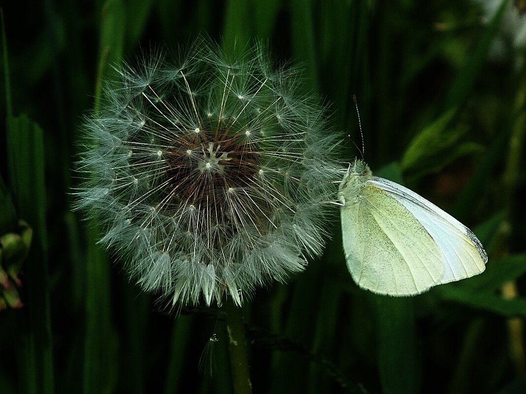 ** - Зоя Мишина ** - Зоя Мишина