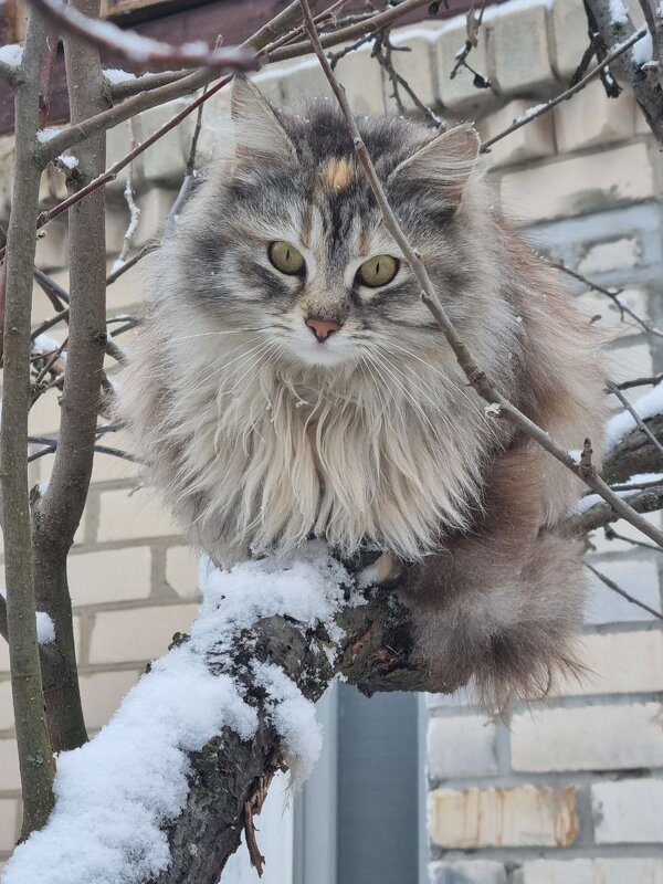 Соседка к нашим в гости пришла - Наталья 