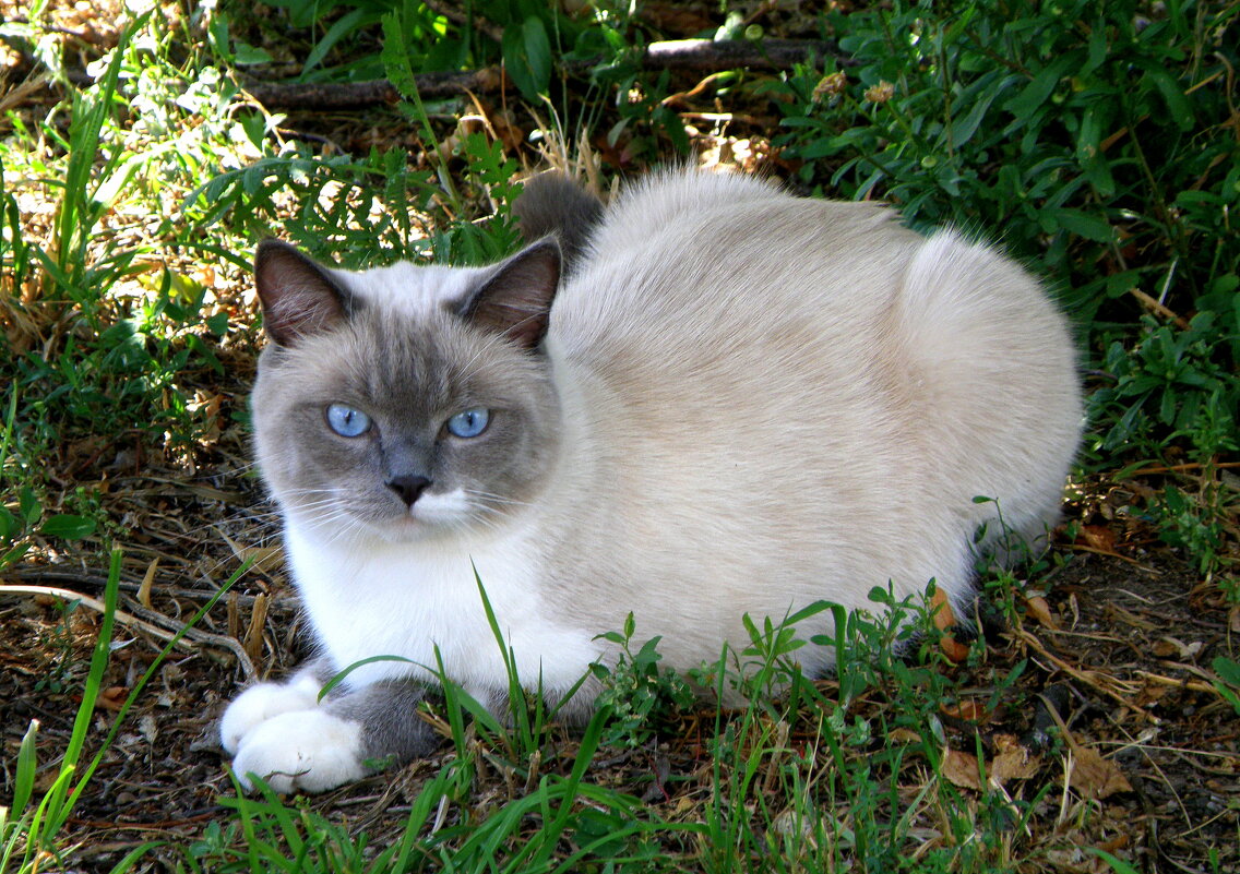 Синеглазка - Vlad Сергиевич
