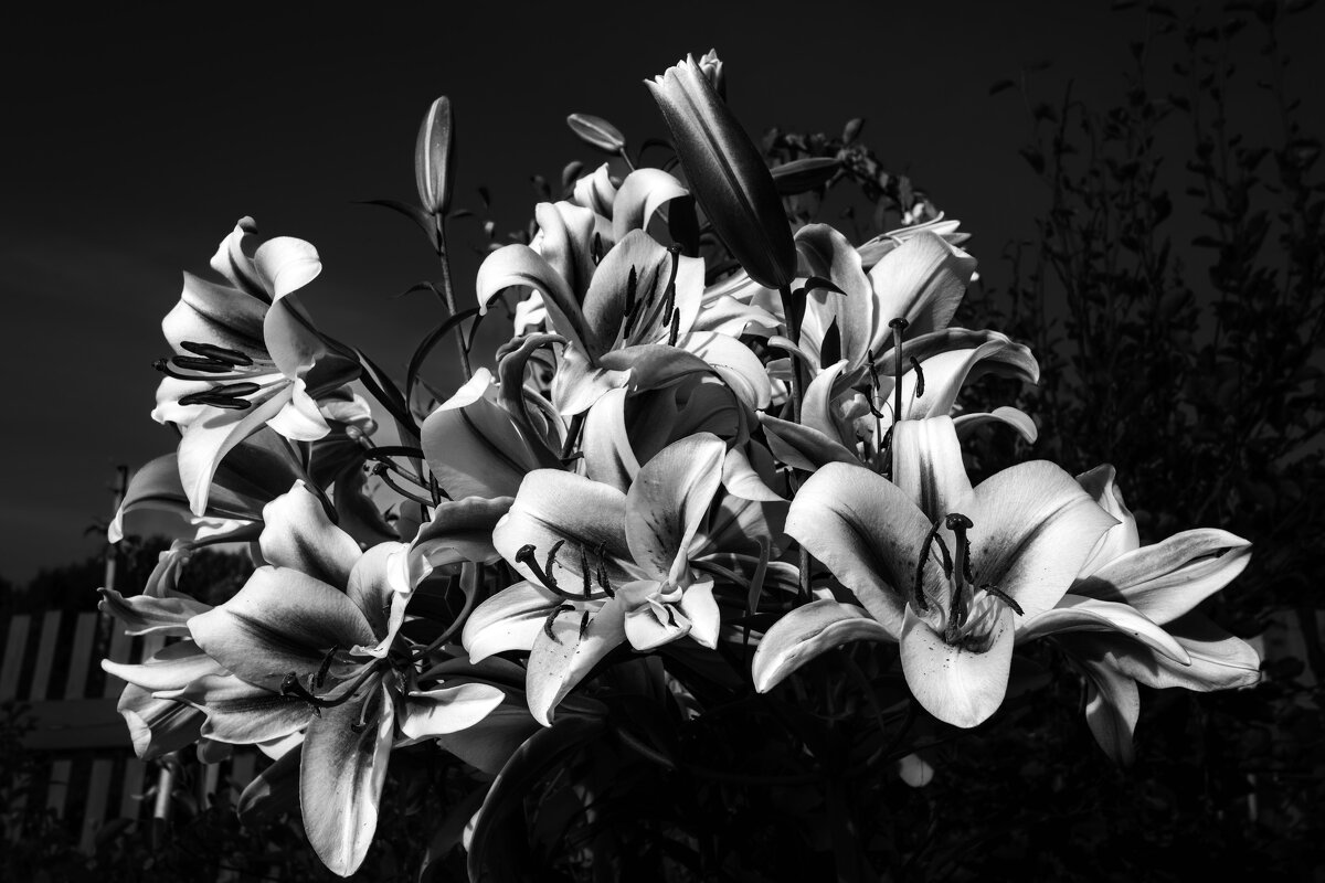 Соцветие - Александр Силинский Соцветие - Александр Силинский