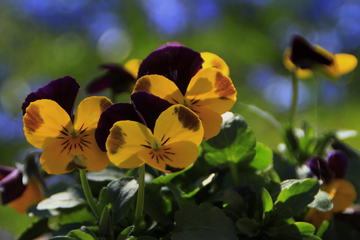 Милые Цветочки Радостью Лучатся... - Татьян@ Ивановна Милые Цветочки Радостью Лучатся... - Татьян@ Ивановна