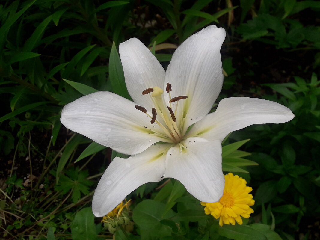 Лилия. - Иван Обожин