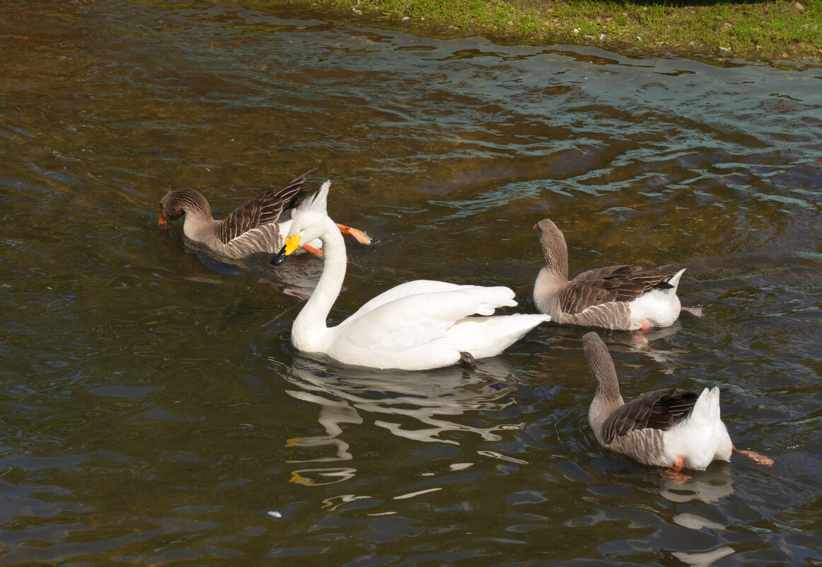 Гуси-лебеди - Андрей Л. В. Гуси-лебеди - Андрей Л. В.