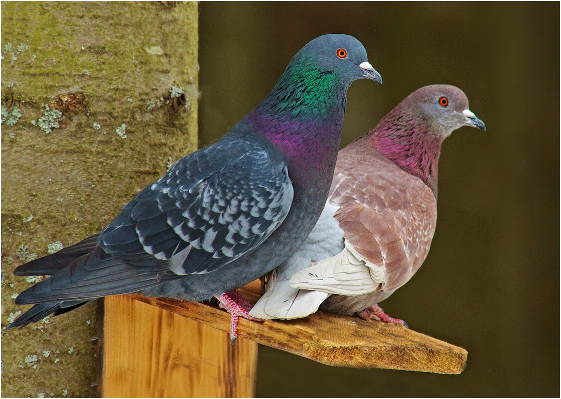 Голуби дендропарка (Киров ) - Валентин Котляров Голуби дендропарка (Киров ) - Валентин Котляров