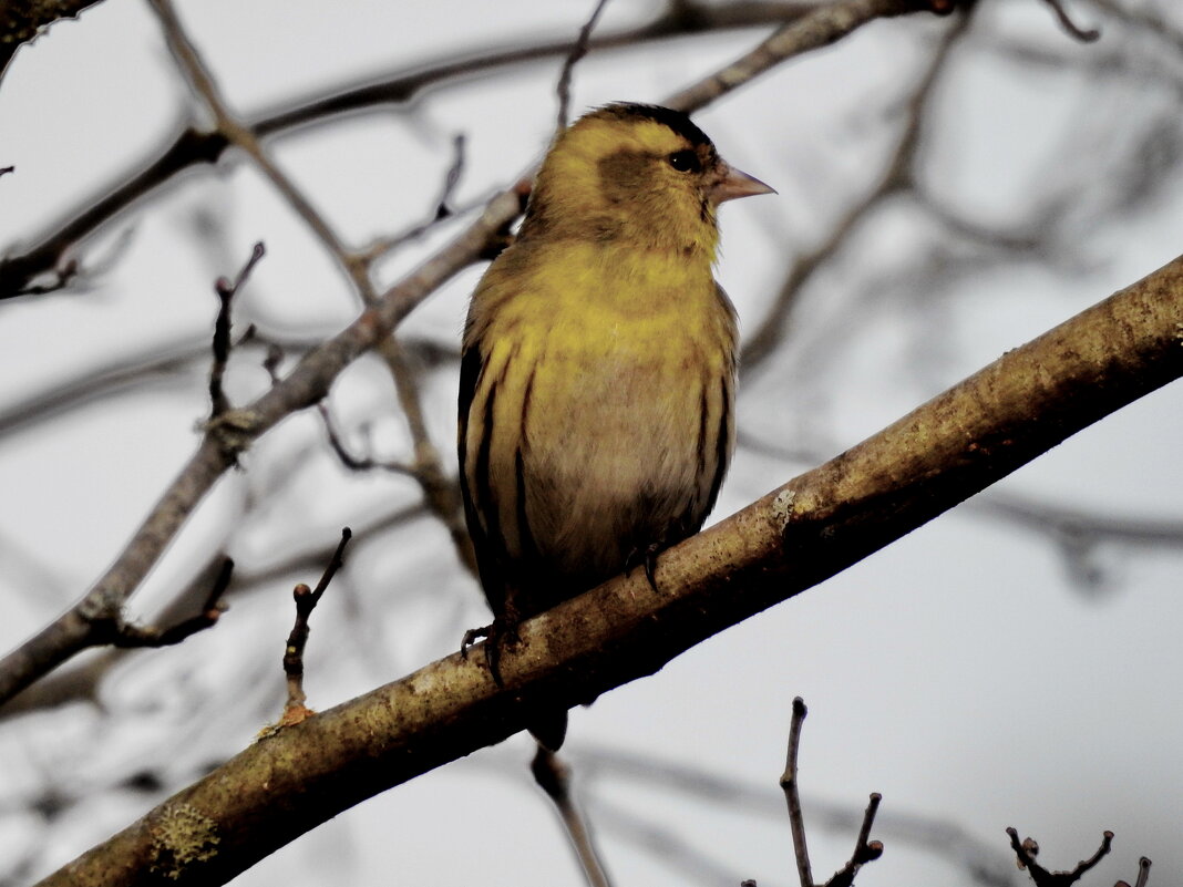 чиж - ИННА ПОРОХОВА чиж - ИННА ПОРОХОВА