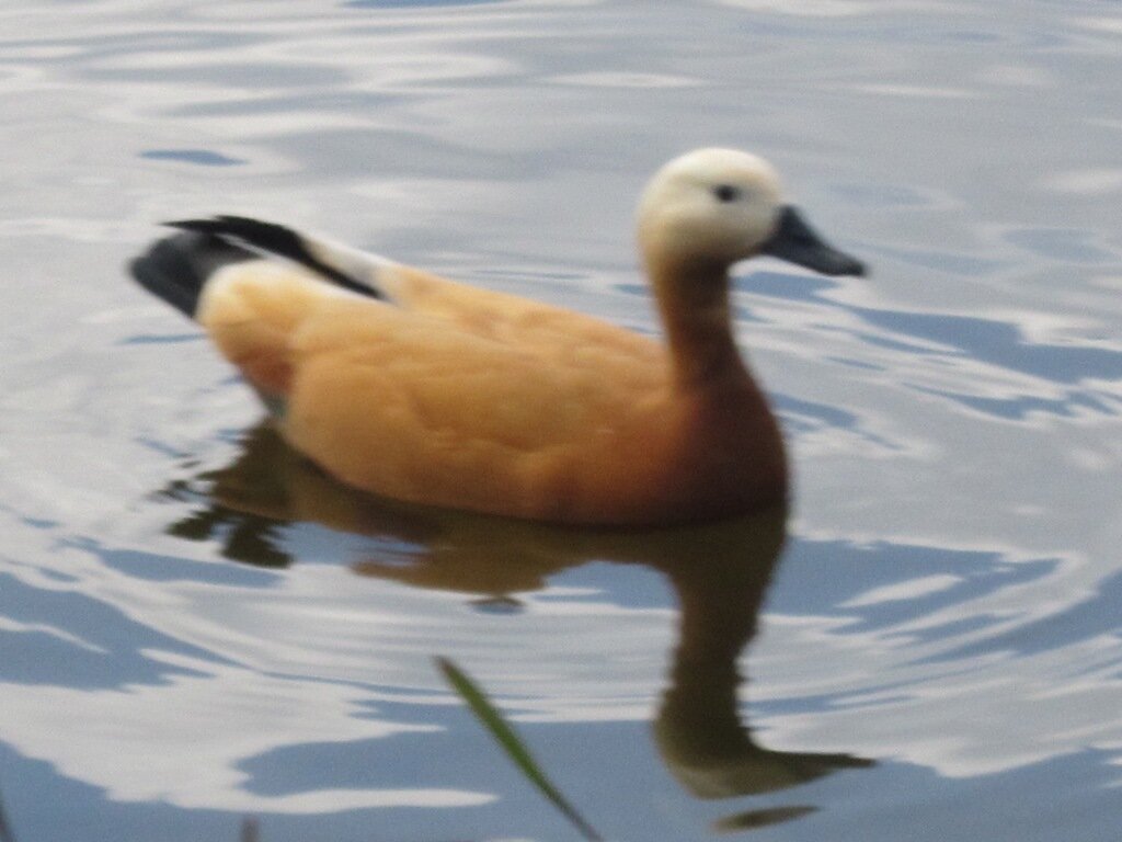 Красная утка - Дмитрий Никитин Красная утка - Дмитрий Никитин