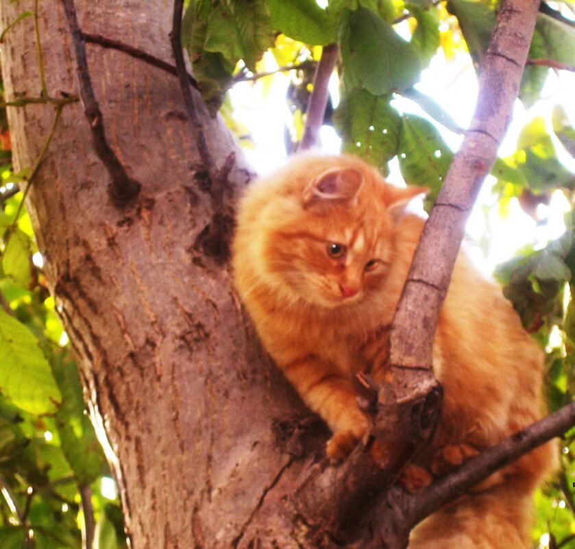 Кошачий интерес - Татьяна Р Кошачий интерес - Татьяна Р