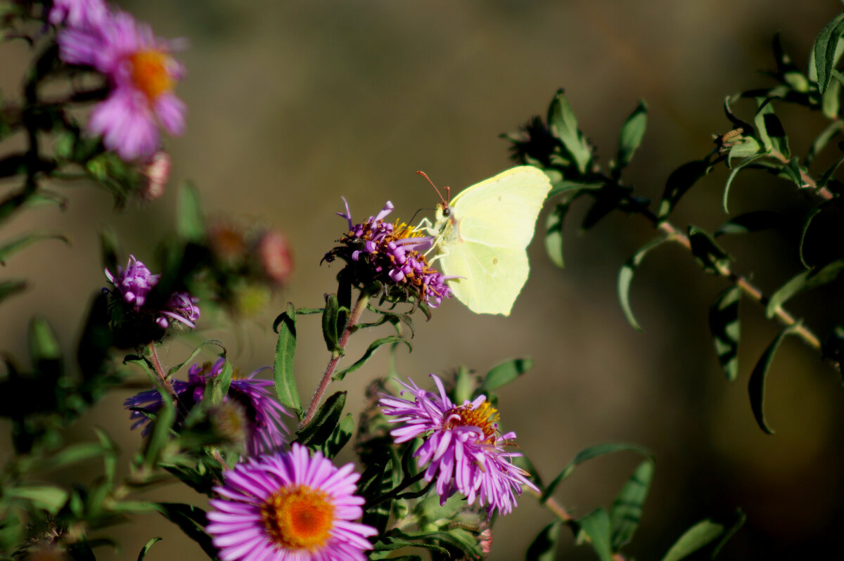 опять про бабочек 418 - Александр Прокудин опять про бабочек 418 - Александр Прокудин