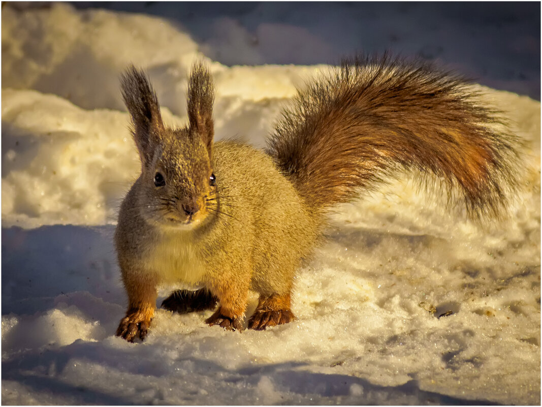 Рыжая бестия - Валентин Котляров Рыжая бестия - Валентин Котляров