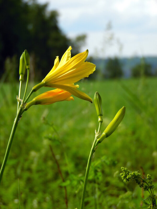 Цветы полевые. - nadyasilyuk Вознюк Цветы полевые. - nadyasilyuk Вознюк