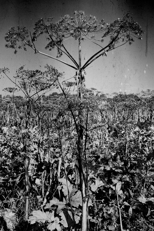 Название отсутствует - Денис Безногов Название отсутствует - Денис Безногов