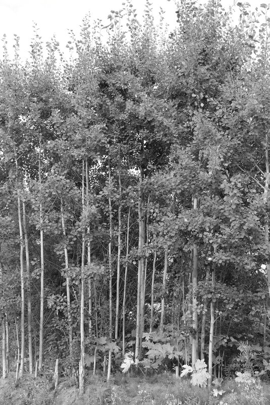 Название отсутствует - Денис Безногов Название отсутствует - Денис Безногов