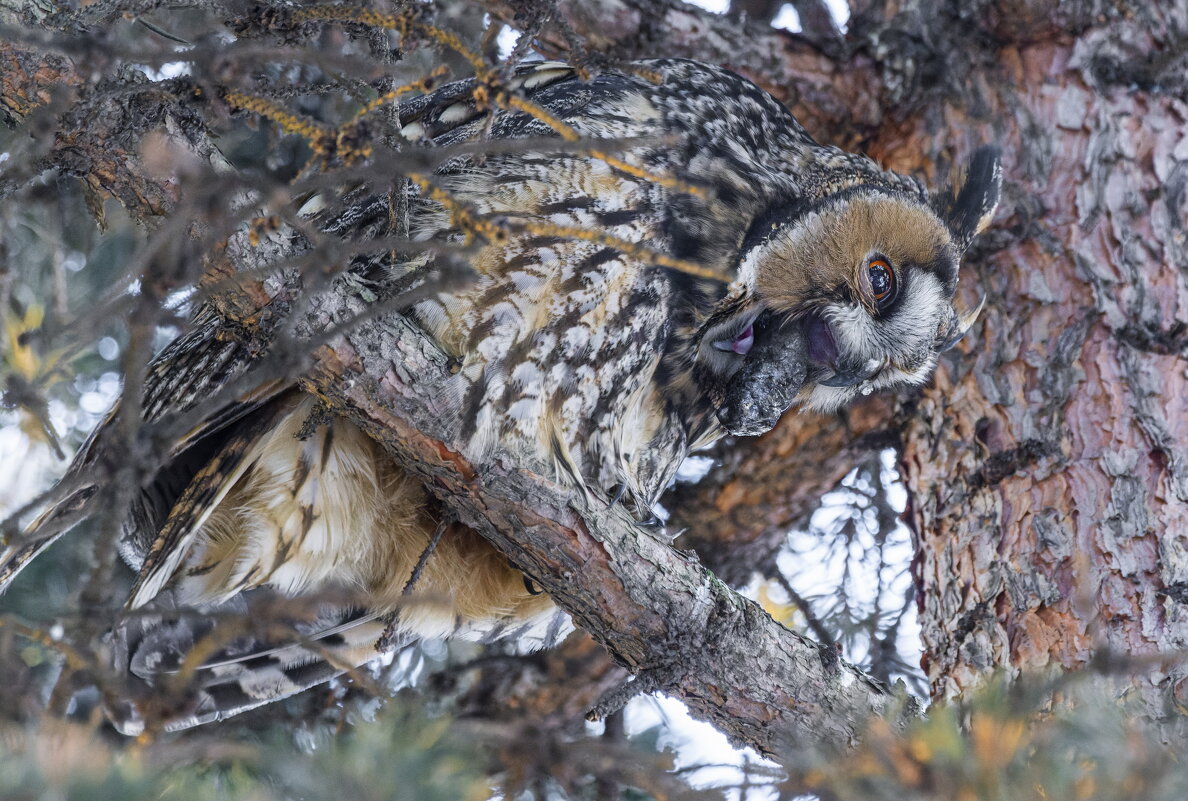 ушастая сова.(выход погатки) - юрий макаров