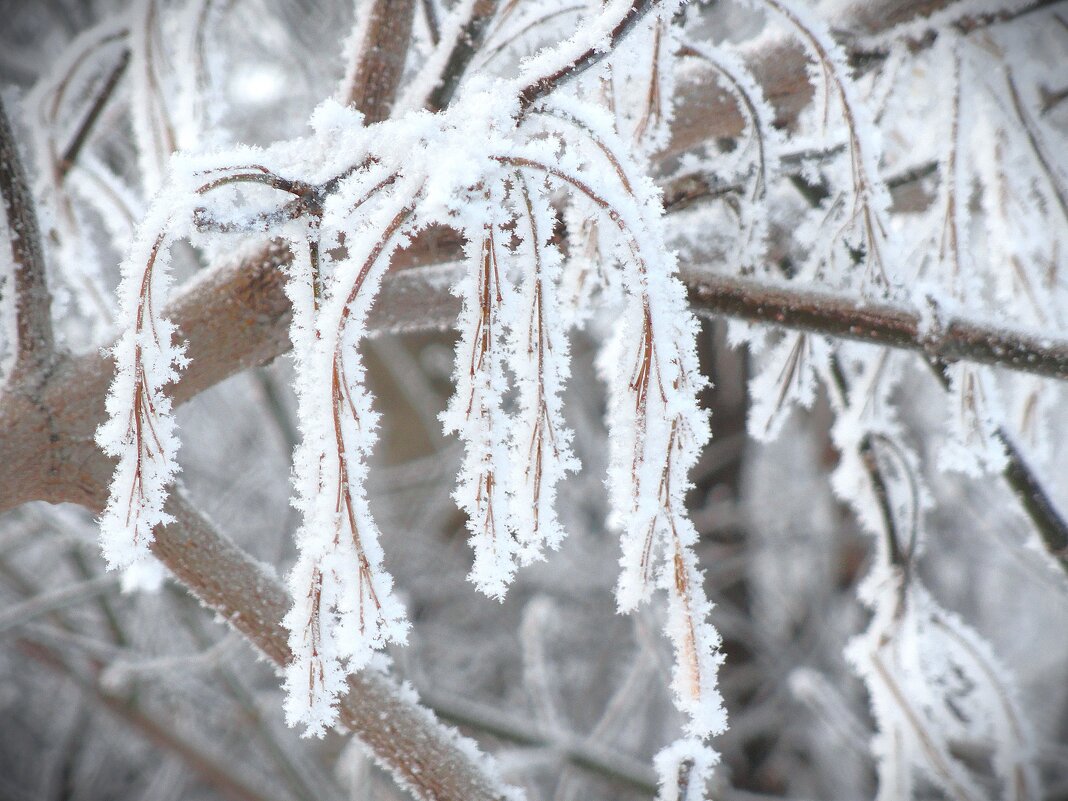 Опушились.. - IMir 