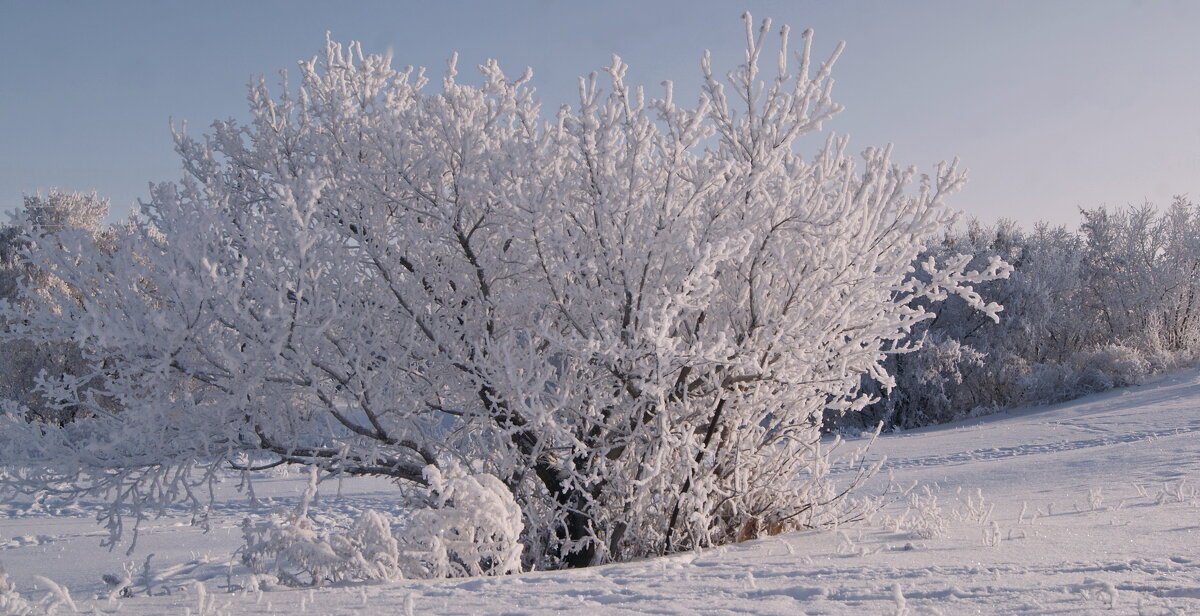 Куст в инее. - сергей ермошкин