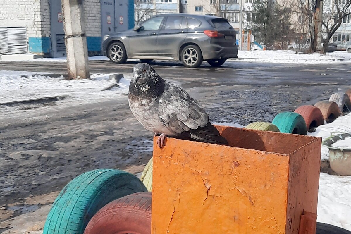 Почти ручной - Сеня Белгородский