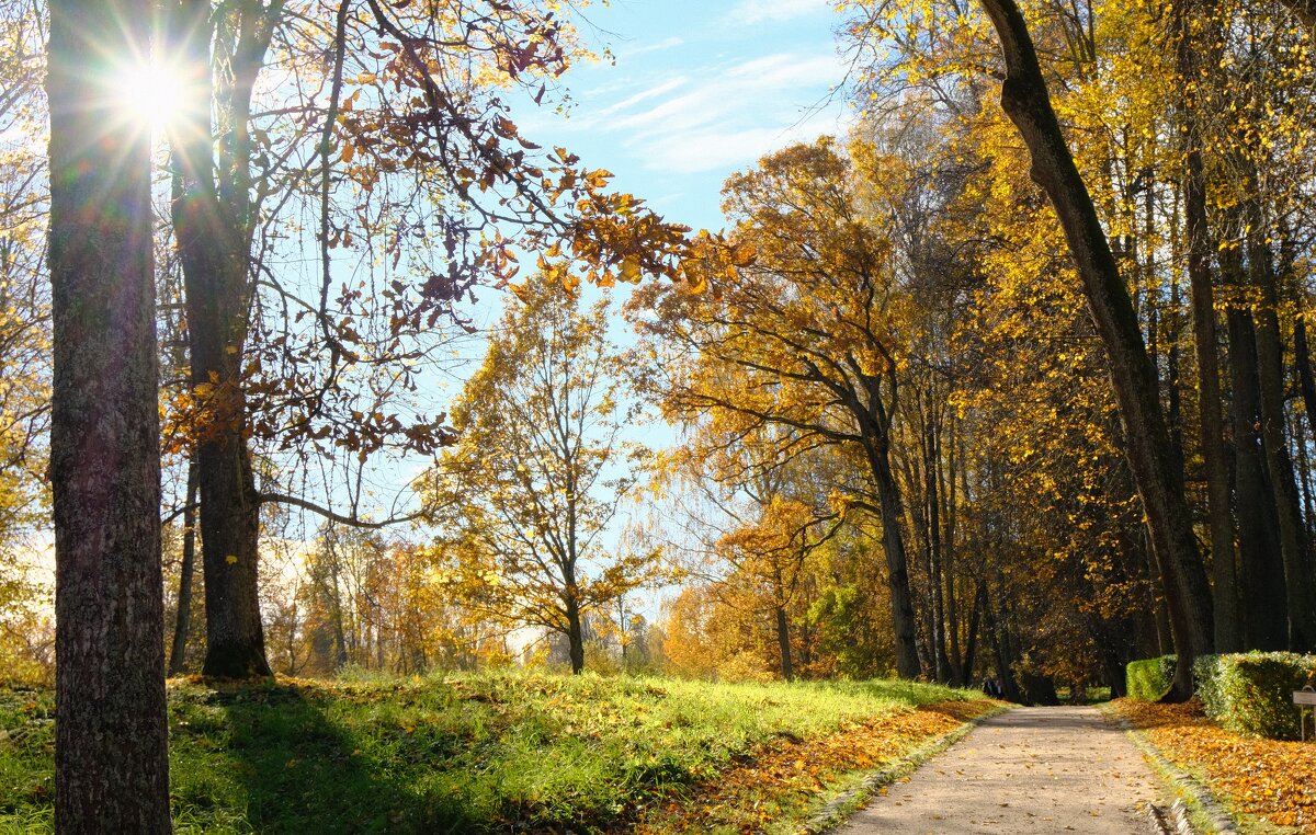 Аллея в парке музея-усадьбы "Тригорское" - Олег Зоркий Аллея в парке музея-усадьбы "Тригорское" - Олег Зоркий