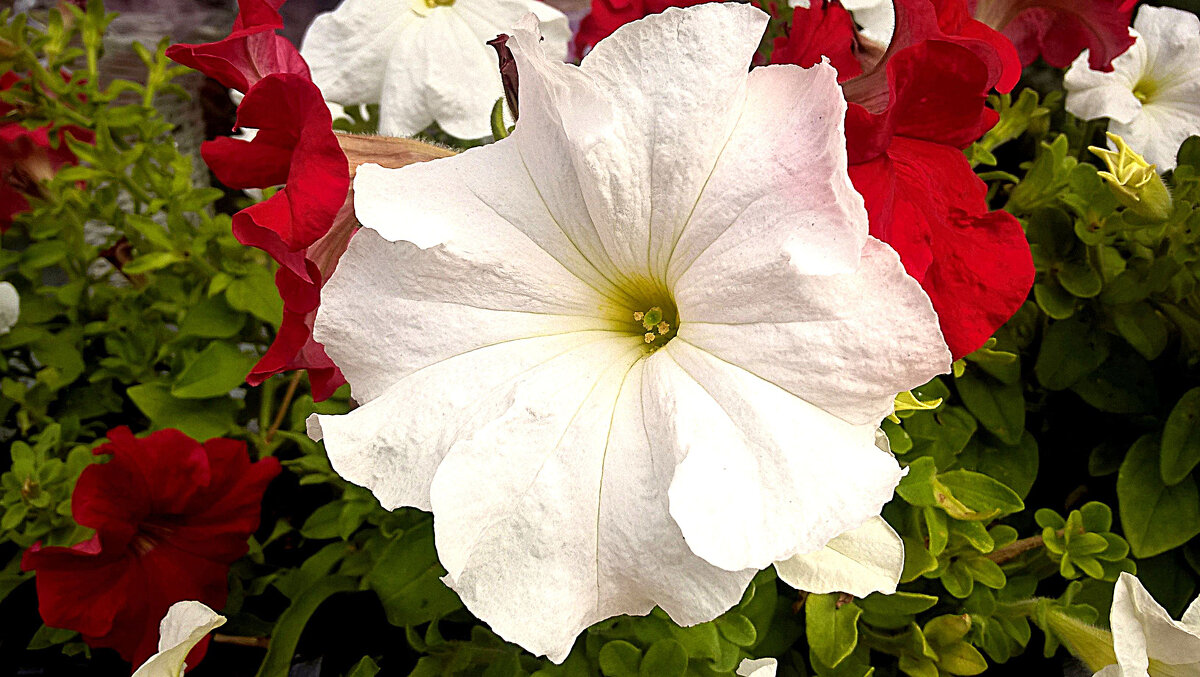 **** - Елена Семигина **** - Елена Семигина