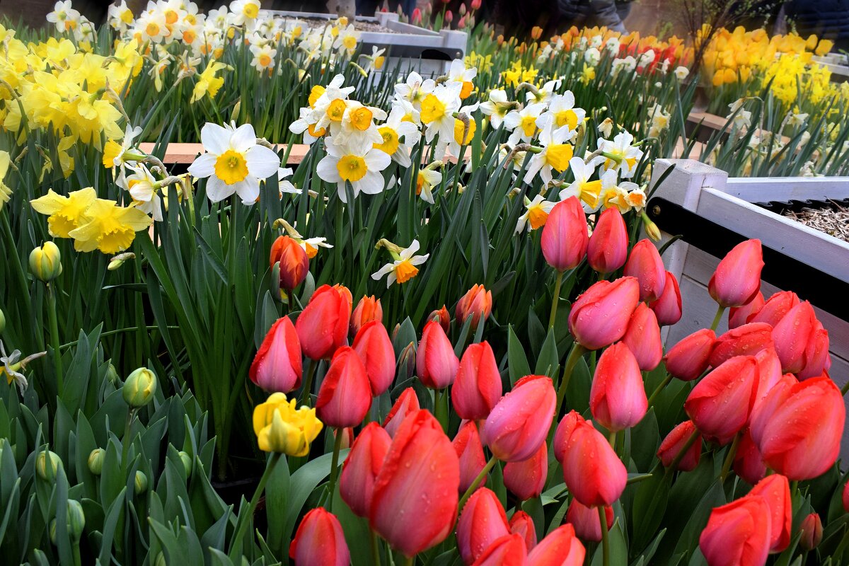 А в Аптекарском огороде Весна. - Татьяна Помогалова А в Аптекарском огороде Весна. - Татьяна Помогалова