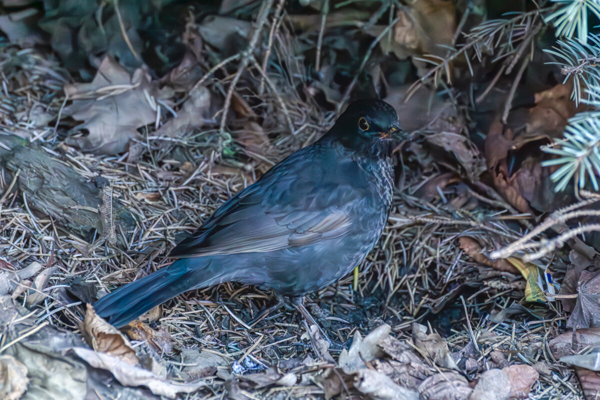 13800 - Игорь Сикорский