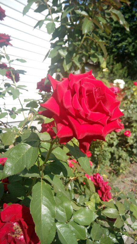 ,,, - Сергей Тимоновский