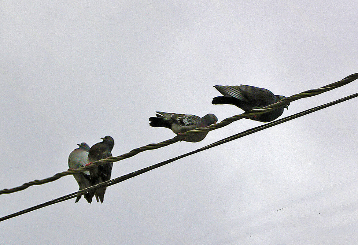 Дневной дозор - Светлана 