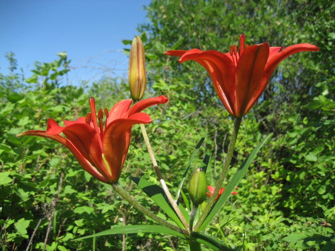 Лилия даурская - Anna Ivanova Лилия даурская - Anna Ivanova