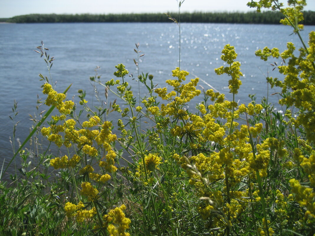 Подмаренник настоящий - Anna Ivanova