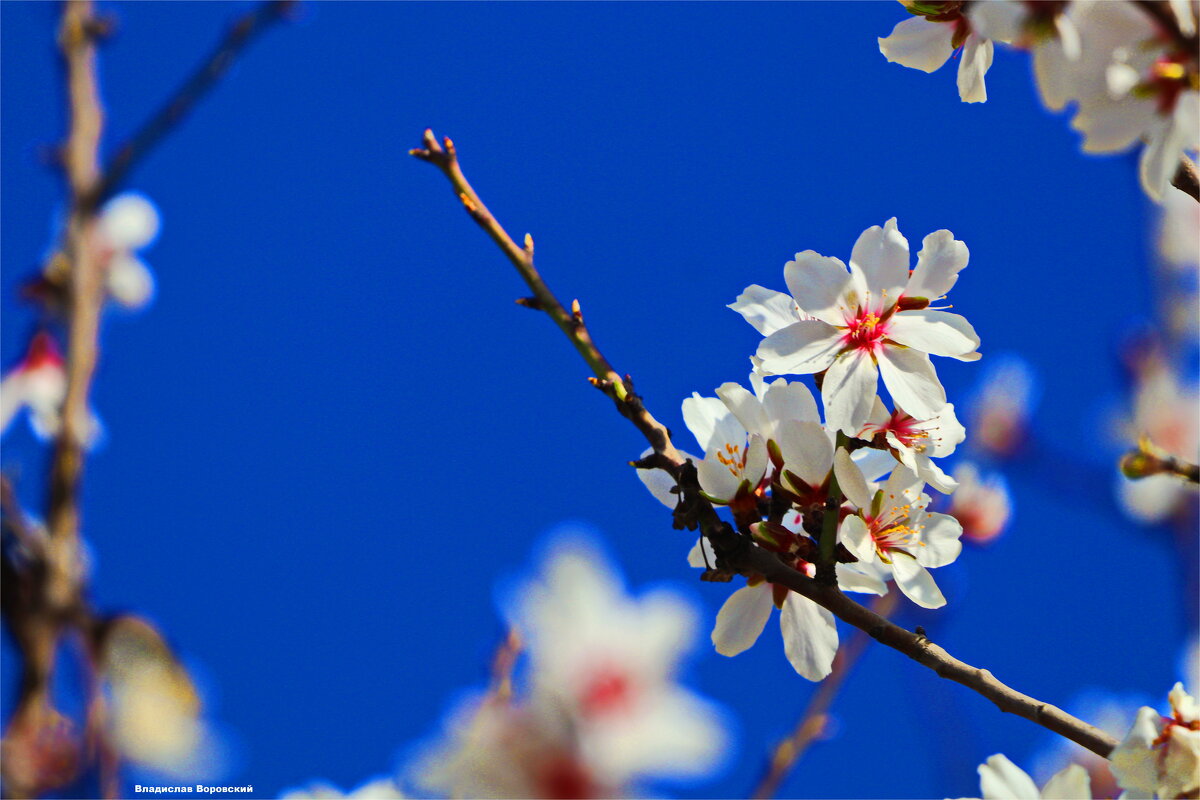 Природа 2025 - Владислав Воровский Природа 2025 - Владислав Воровский