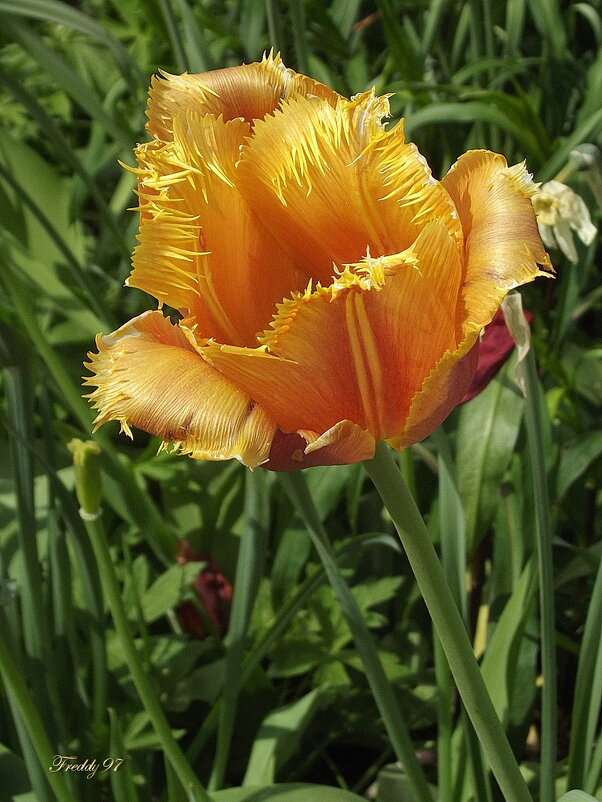 Зубастый... - Freddy 97 Зубастый... - Freddy 97