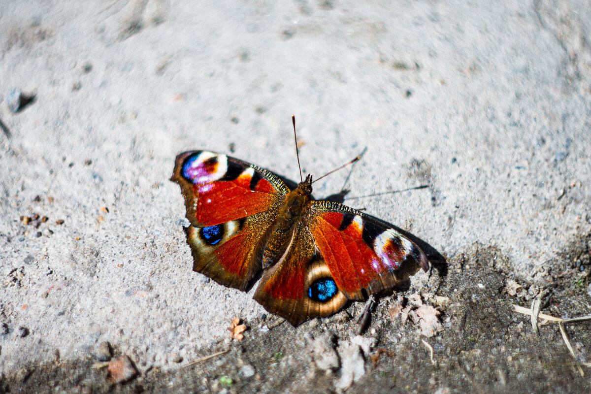 бабочка - Александр Леонов