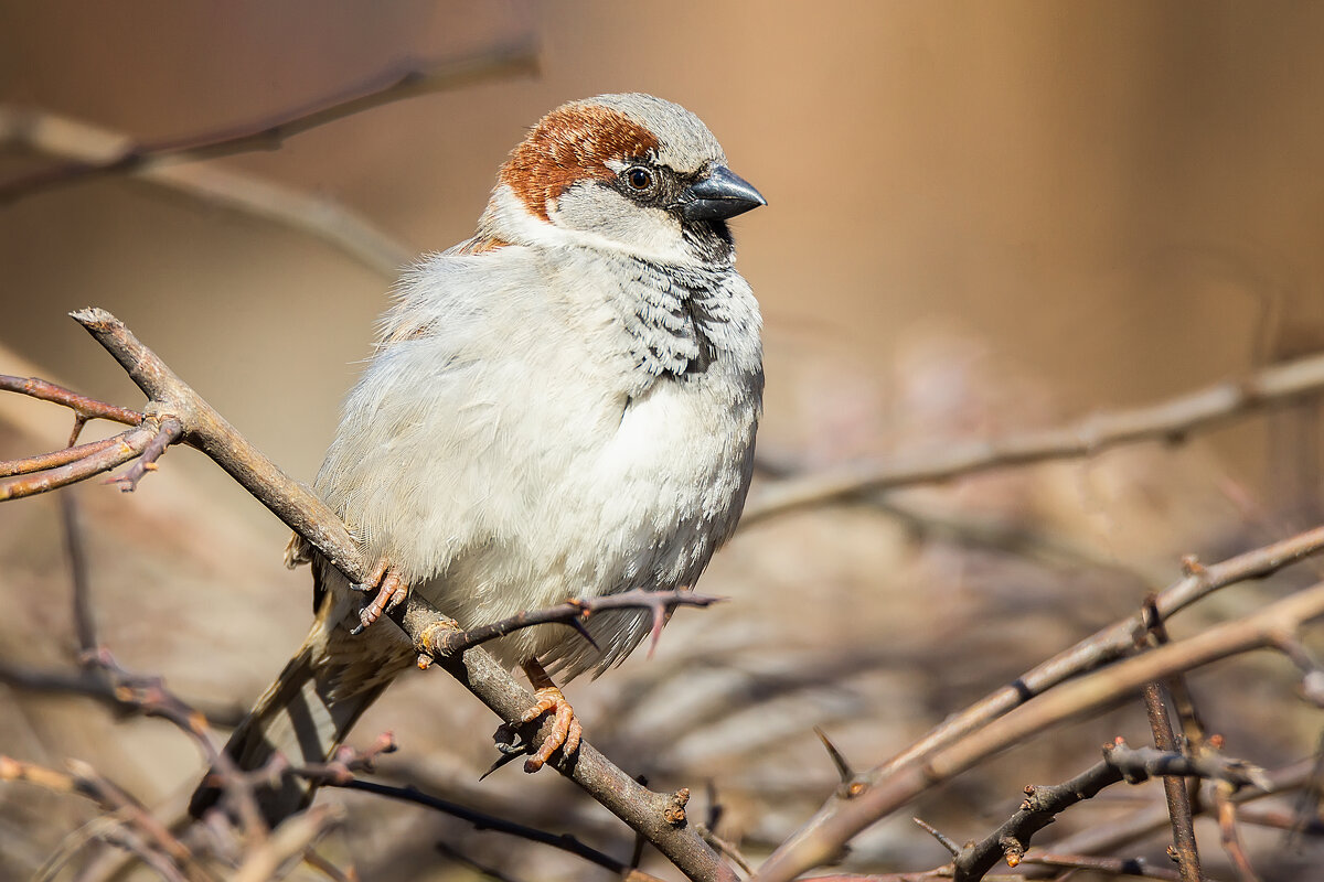 Воробей - Alex Bush Воробей - Alex Bush