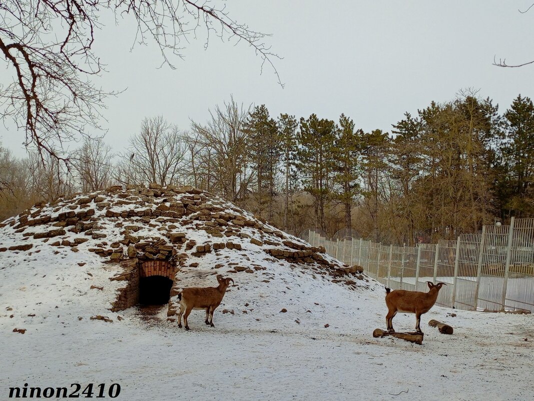 В ростовском зоопарке - Нина Бутко В ростовском зоопарке - Нина Бутко