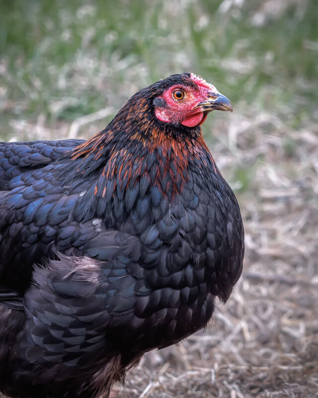 Курица тоже птица... - Владимир Колесников Курица тоже птица... - Владимир Колесников