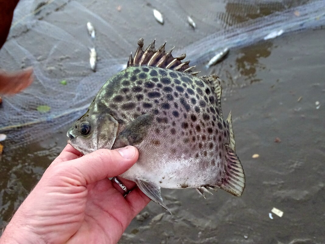 Да не карась я! - Павел Трунцев Да не карась я! - Павел Трунцев