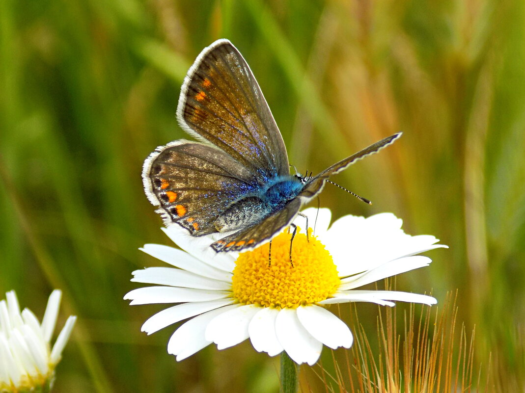Голубянка в весенней степи... - Константин Штарк Голубянка в весенней степи... - Константин Штарк