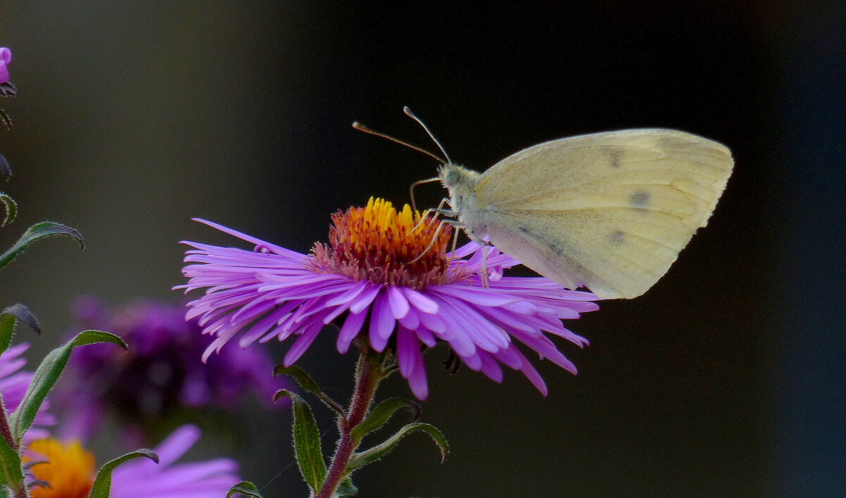 опять про бабочек 423 - Александр Прокудин